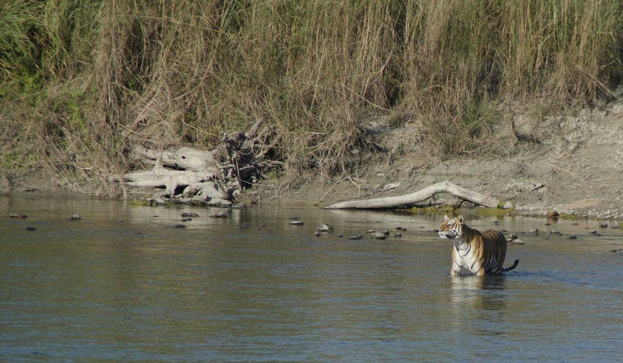 Bardia Wildlife Resort Bardiya Dış mekan fotoğraf