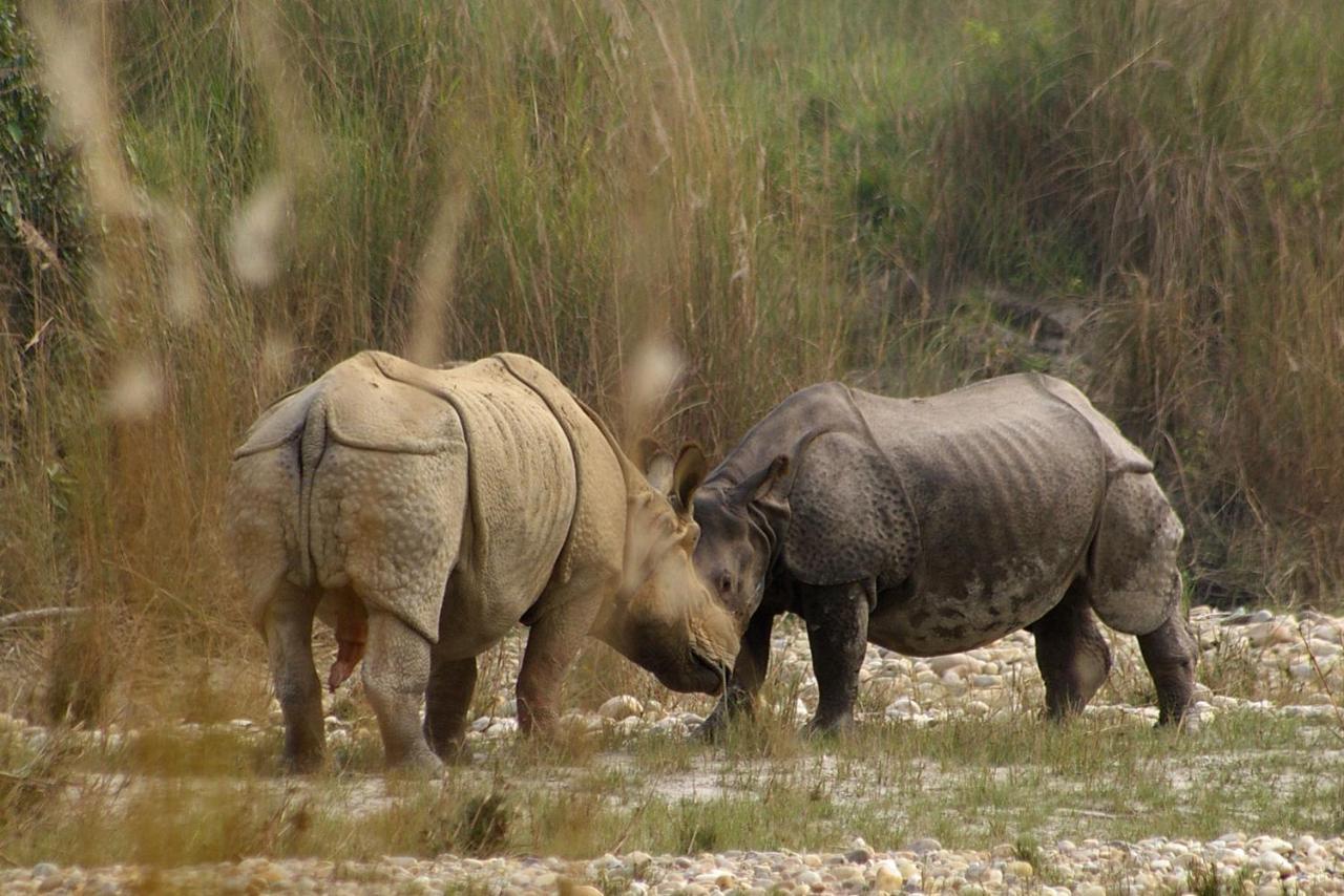 Bardia Wildlife Resort Bardiya Dış mekan fotoğraf