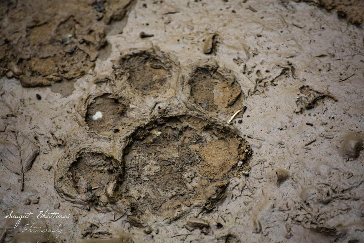 Bardia Wildlife Resort Bardiya Dış mekan fotoğraf